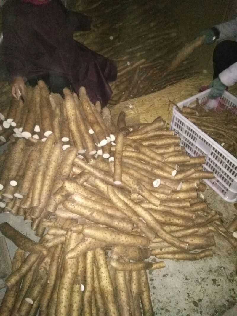 白玉山药3~4厘米一级通货20~30厘米