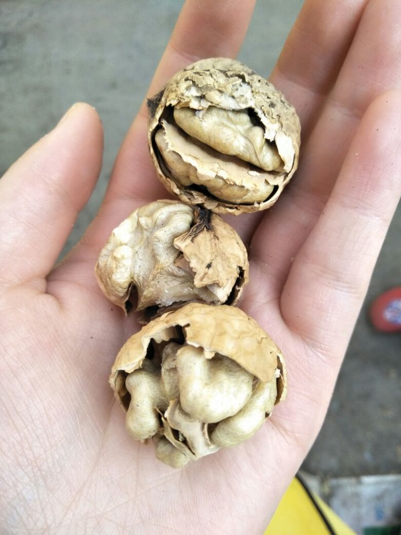 薄皮核桃去皮25~30mm干