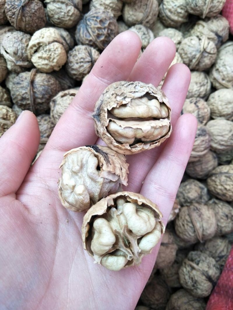 薄皮核桃去皮25~30mm干