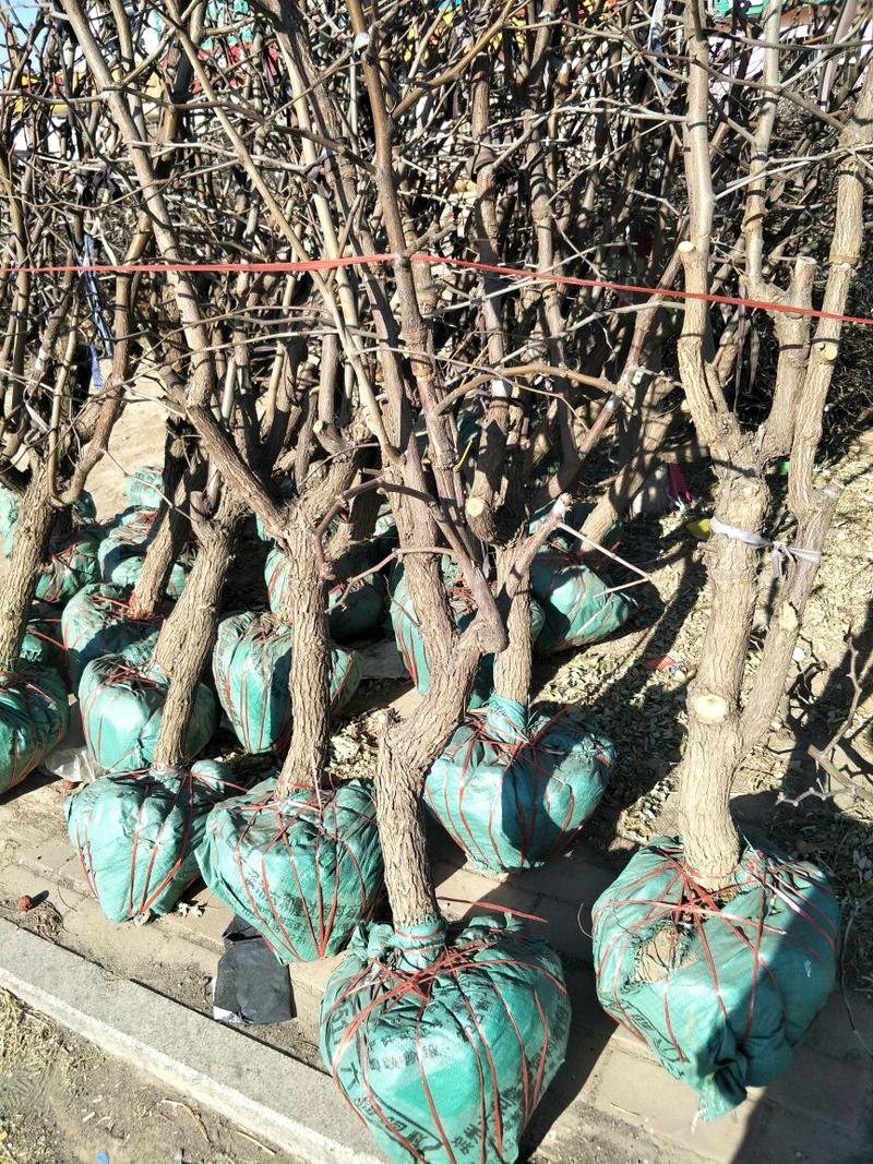 冬枣树苗、最新培育新品种口感脆甜、提供管理技术、
