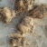 干白术15~20g