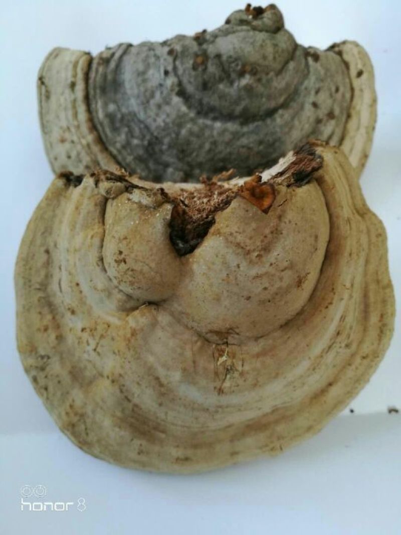 桑黄