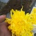 菊花茶二级