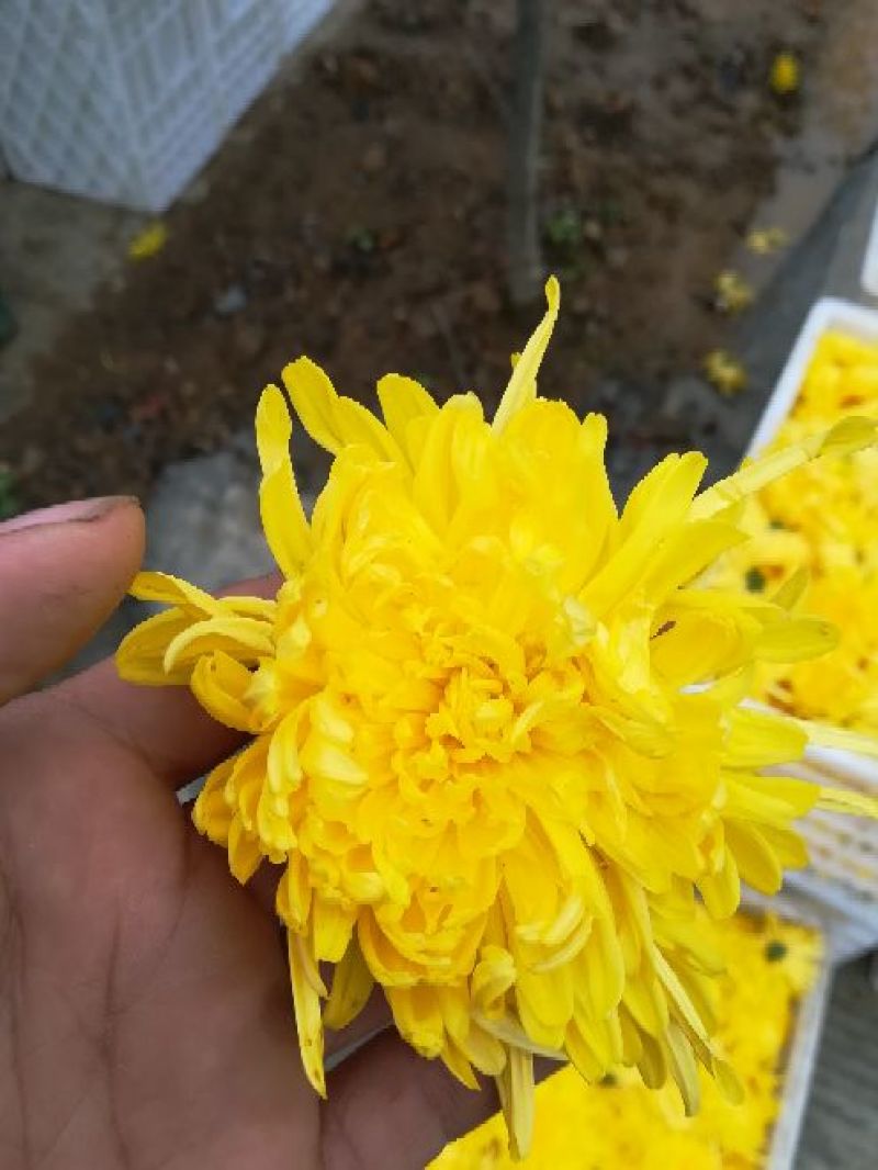 菊花茶二级