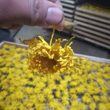 菊花茶二级