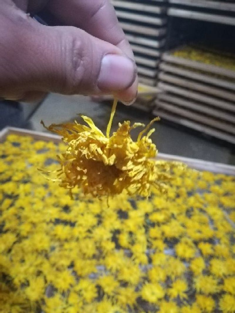 菊花茶二级