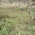 柴胡野统根