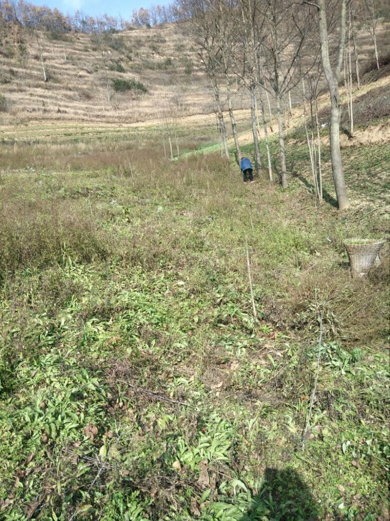 柴胡野统根