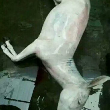 驴肉驴肉批发带皮驴肉