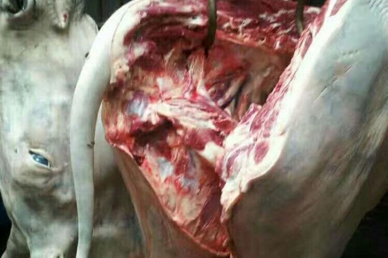 驴板油驴肉鲜货