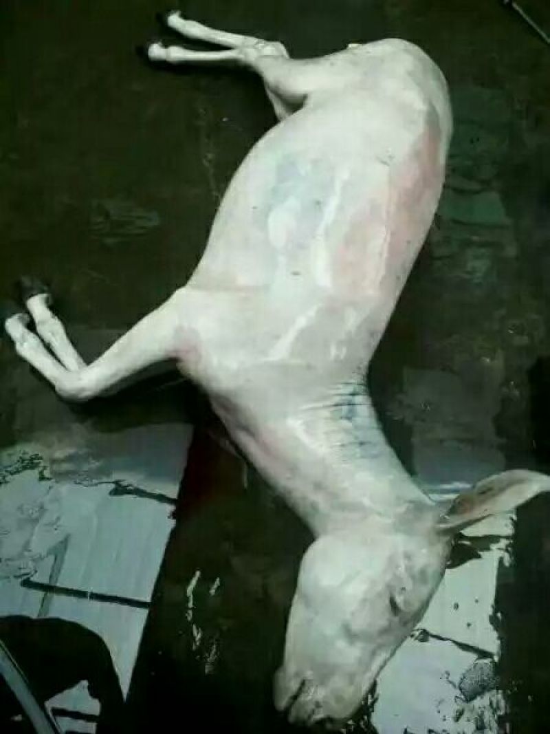 驴板油驴肉鲜货