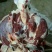 驴板油驴肉鲜货
