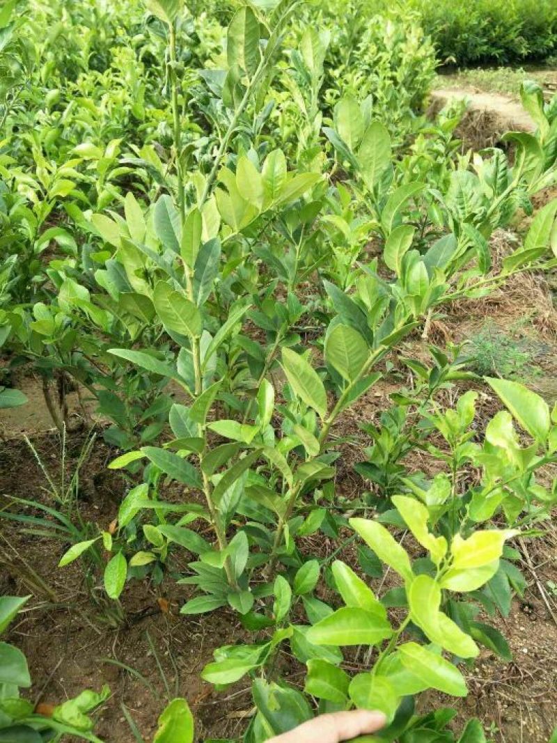 香水柠檬树苗50~80cm