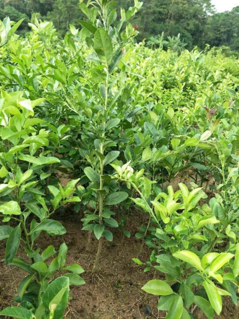香水柠檬树苗50~80cm