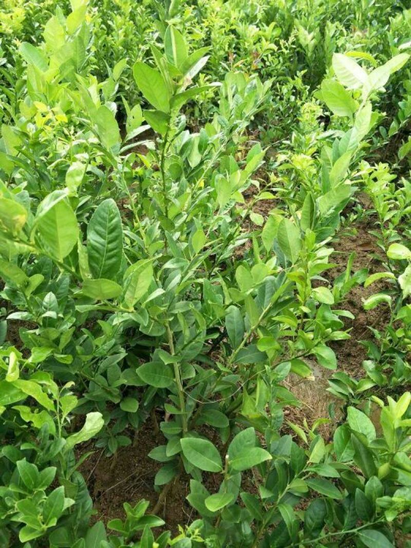 香水柠檬树苗50~80cm