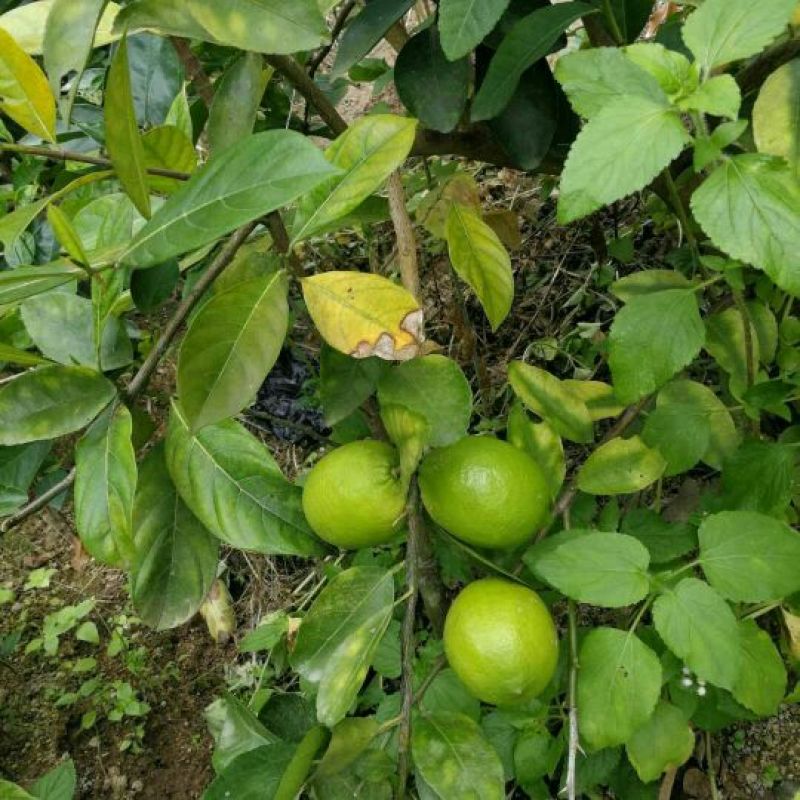 香水柠檬树苗50~80cm