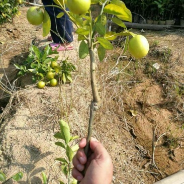 香水柠檬树苗50~80cm