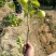香水柠檬树苗50~80cm