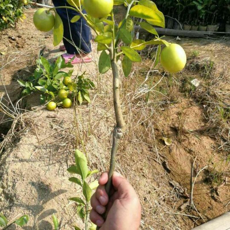 香水柠檬树苗50~80cm