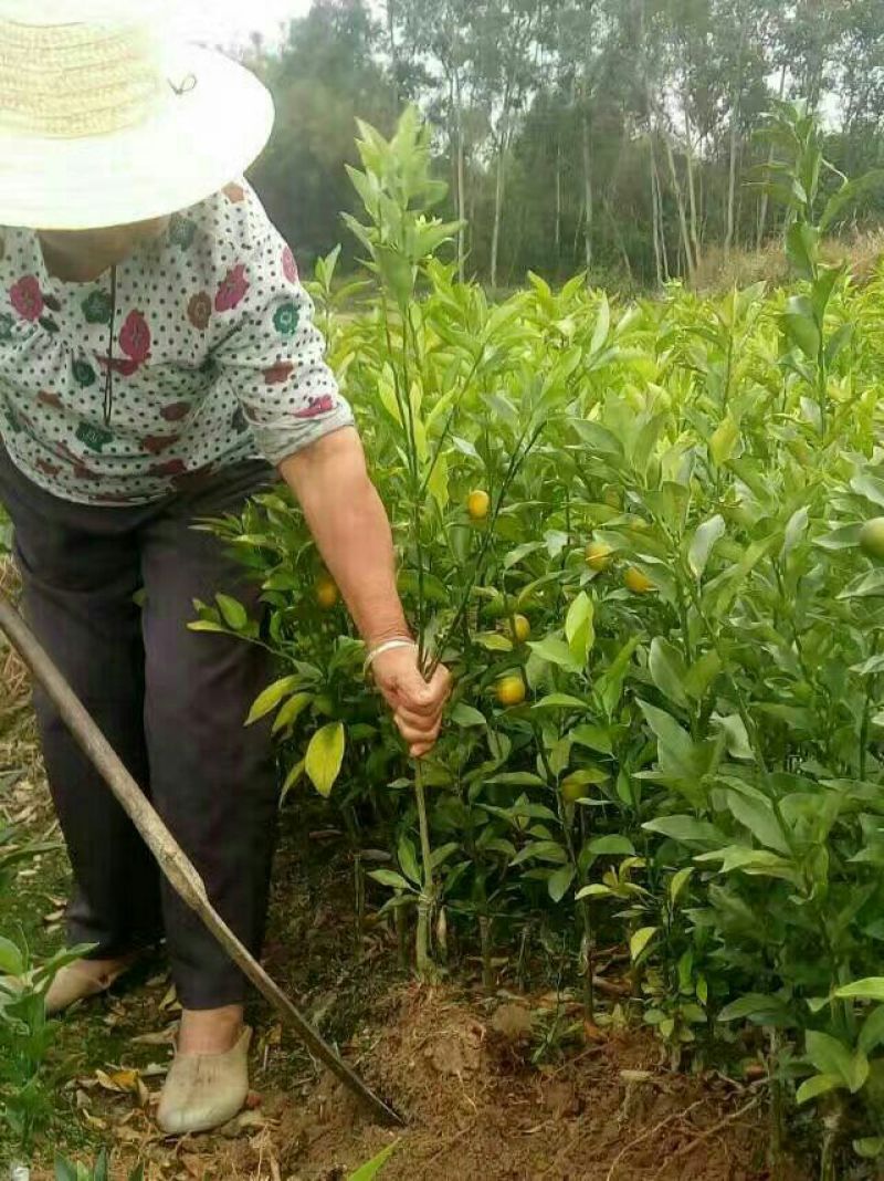 脆皮金桔苗50~80cm