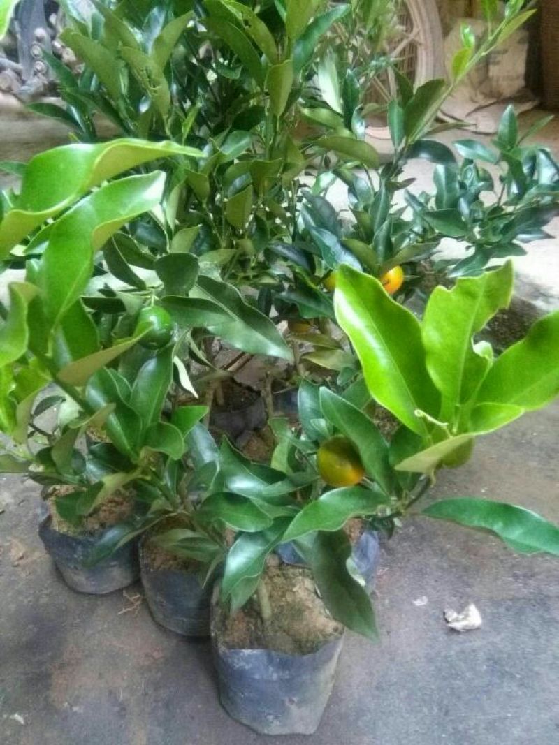 脆皮金桔苗50~80cm