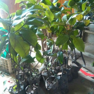 榴莲树苗30~50cm