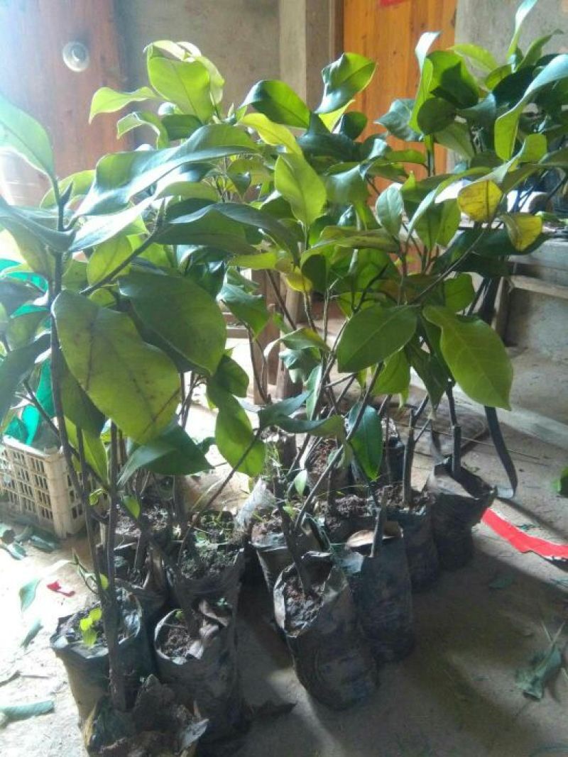 榴莲树苗30~50cm