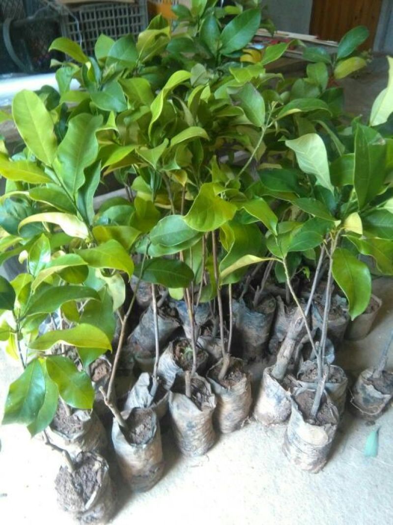 榴莲树苗30~50cm