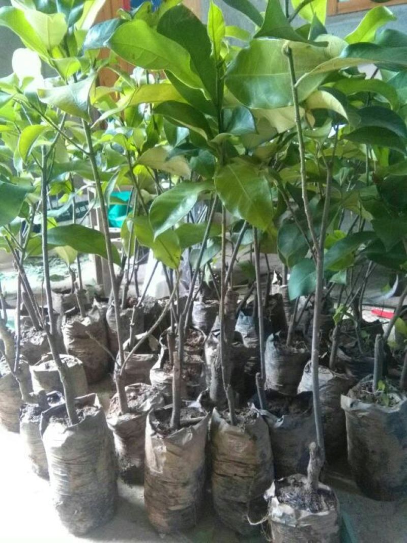 榴莲树苗30~50cm