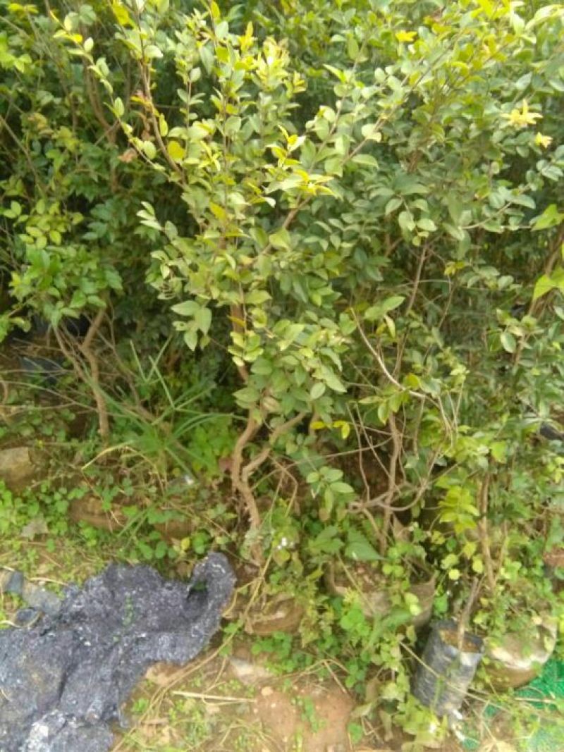 嘉宝果树苗2年