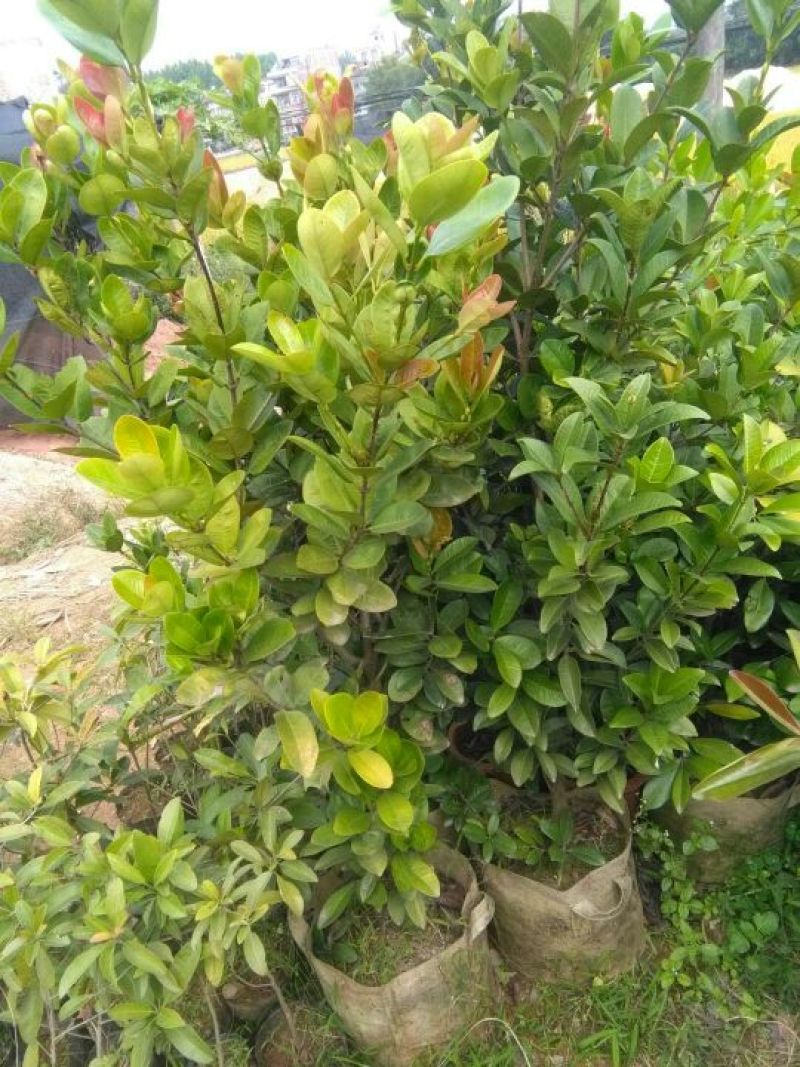 樱桃树苗1年30~50cm