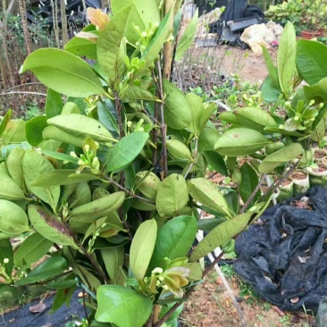 樱桃树苗1年30~50cm