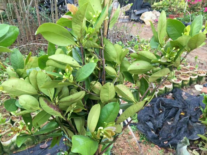 樱桃树苗1年30~50cm