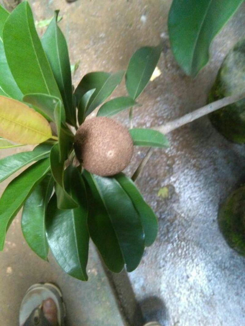 人心果苗