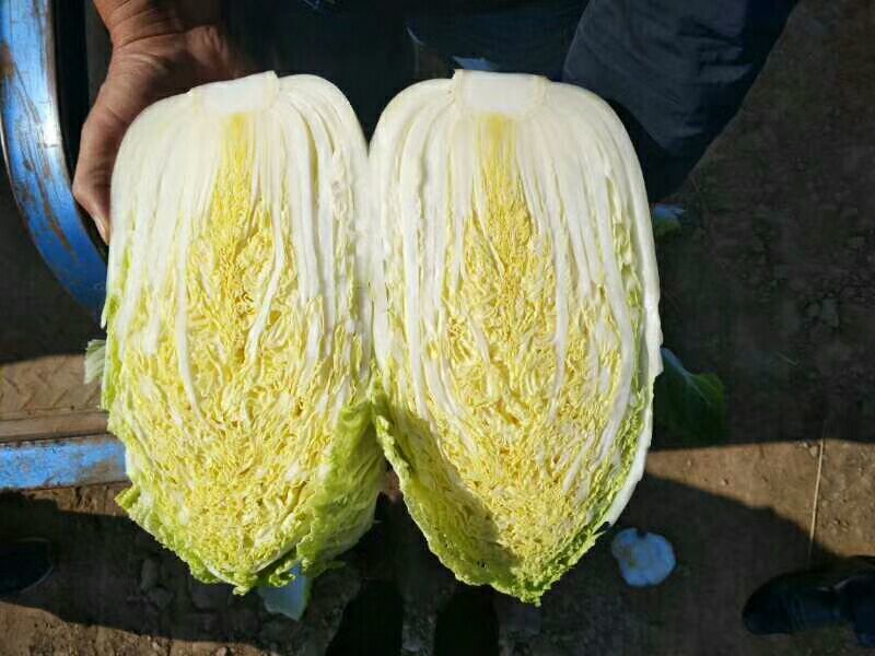 精品矮棵黄心白菜、货源充足、价格合理丶质量保证