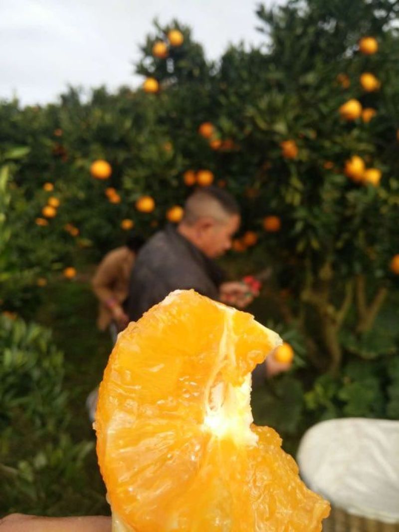 九月红脐橙大量出售，支持周边送货，一件快发，