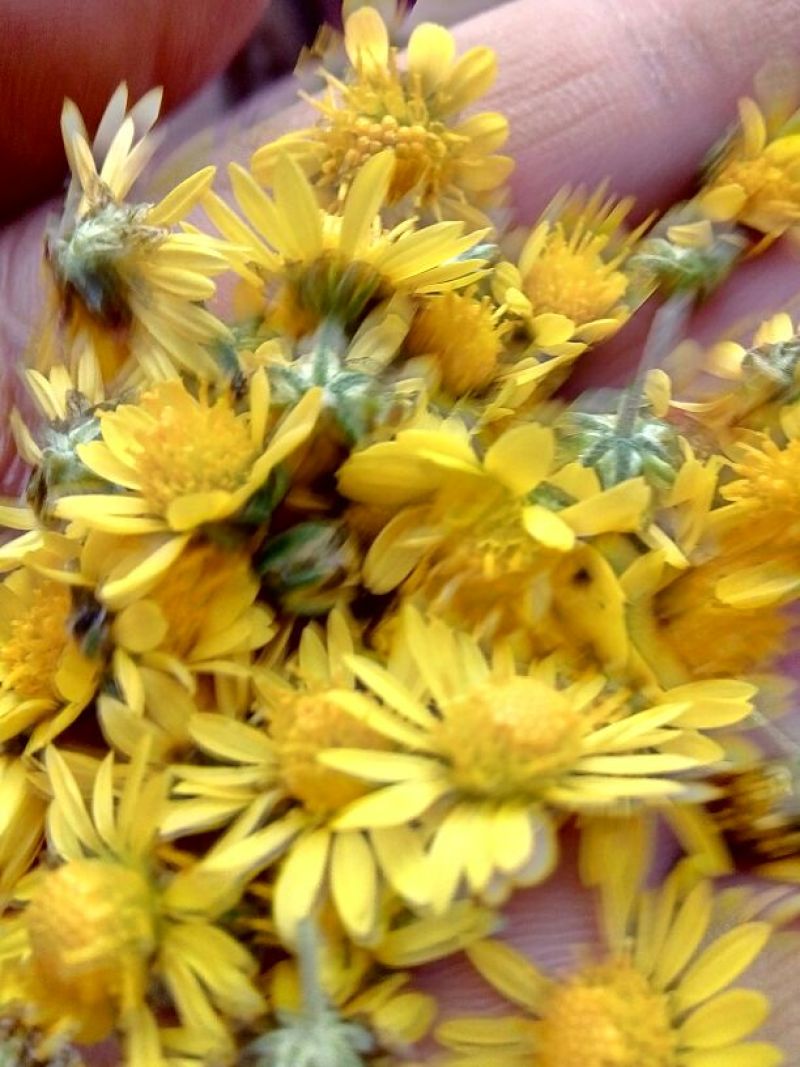 野菊花散装