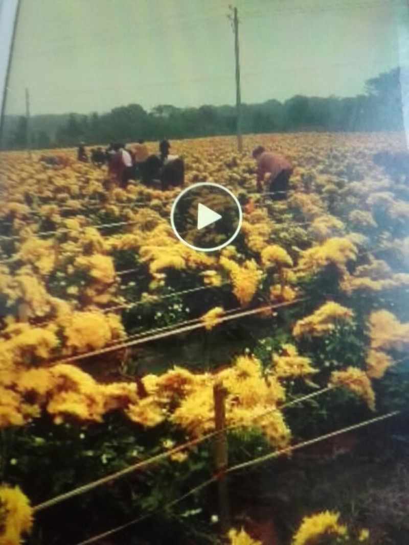 金丝皇菊茶特级