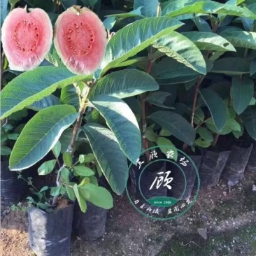 台湾四季红心西瓜芭乐苗番石榴苗一年苗嫁接果树苗高产