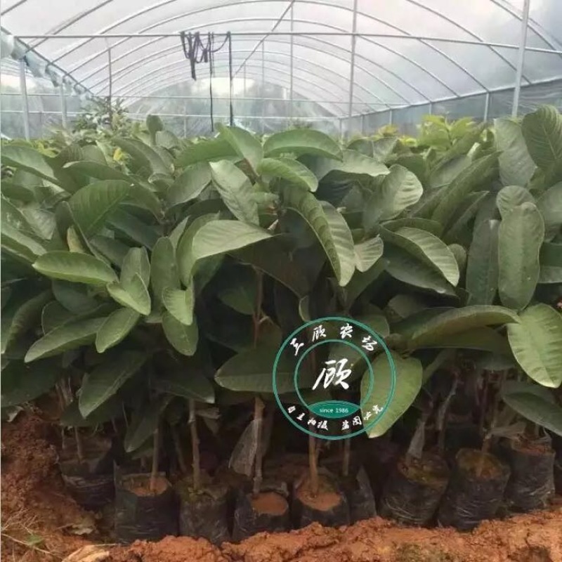 台湾四季红心西瓜芭乐苗番石榴苗一年苗嫁接果树苗高产