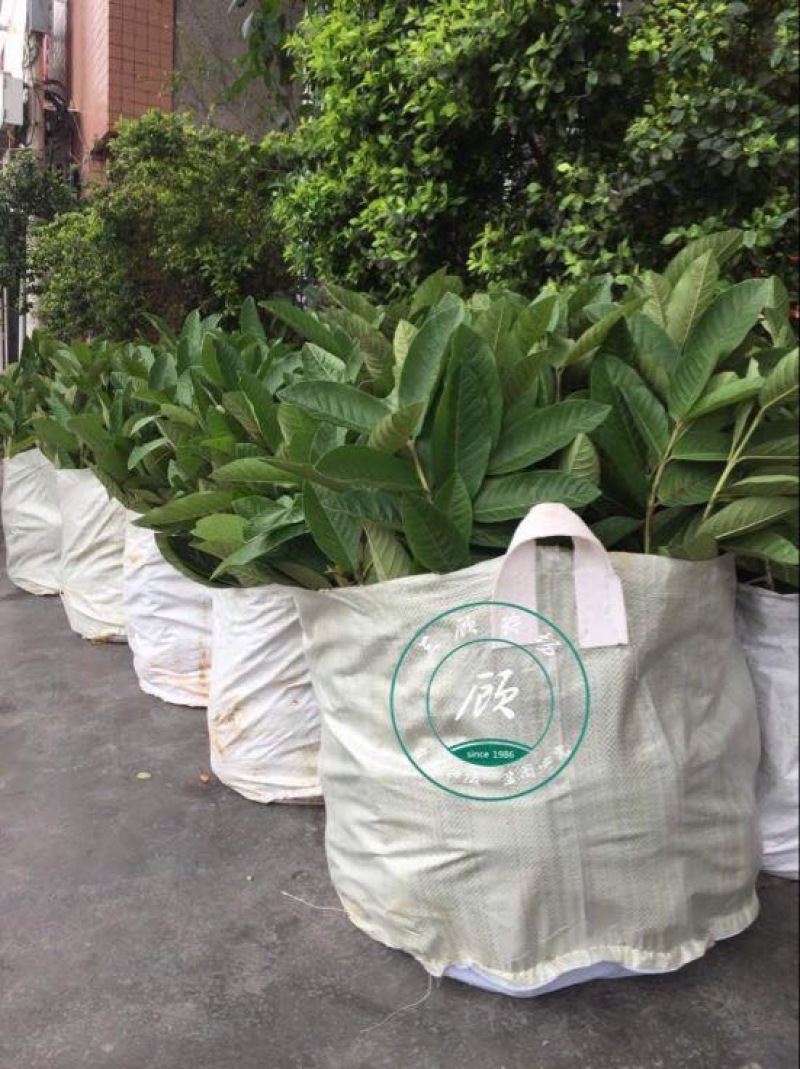 台湾四季红心西瓜芭乐苗番石榴苗一年苗嫁接果树苗高产