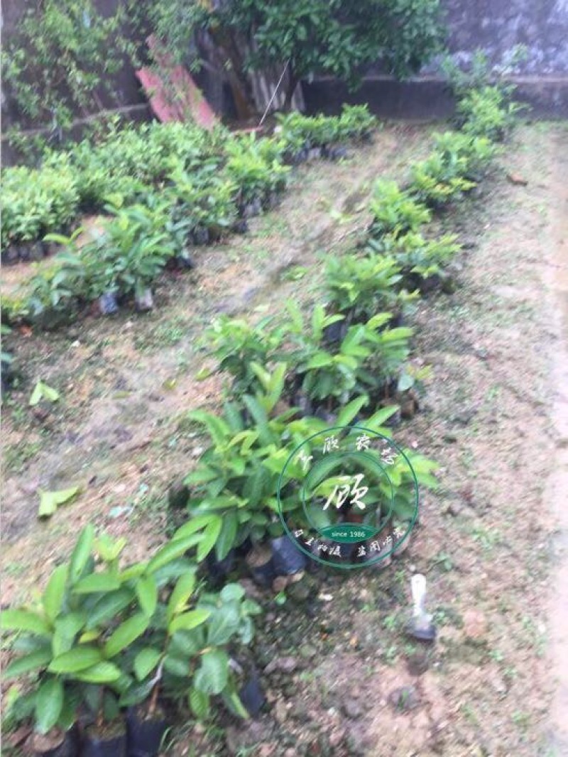 台湾四季红心西瓜芭乐苗番石榴苗一年苗嫁接果树苗高产