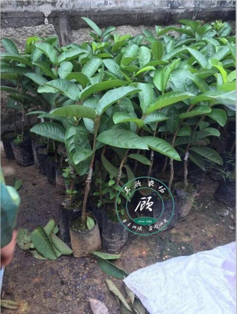 台湾四季红心西瓜芭乐苗番石榴苗一年苗嫁接果树苗高产