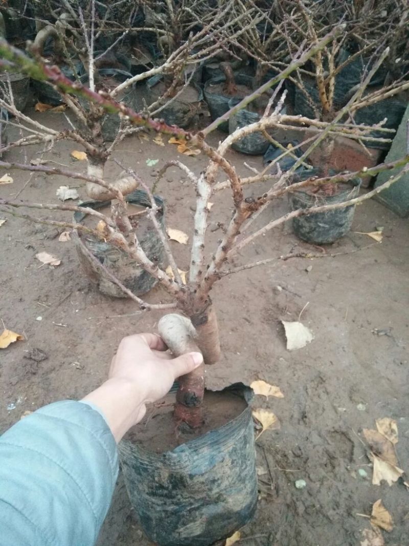 桃梅50~80cm