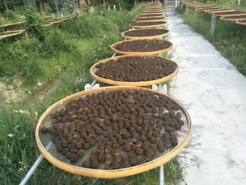 柑普茶一级