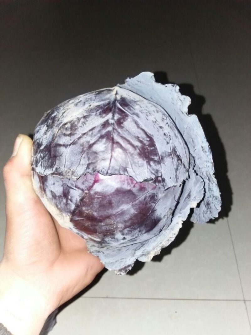 绿甘蓝紫甘蓝