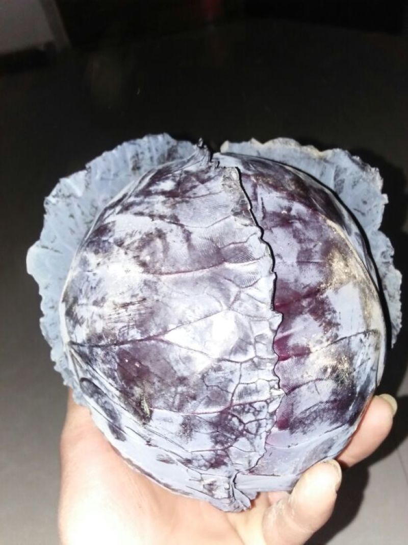 绿甘蓝紫甘蓝
