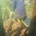 大叶女贞4~6cm