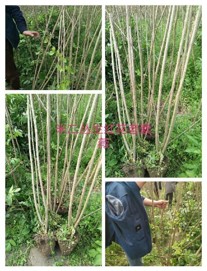 大叶女贞4~6cm