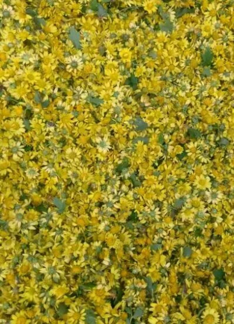 野菊花养身泡茶